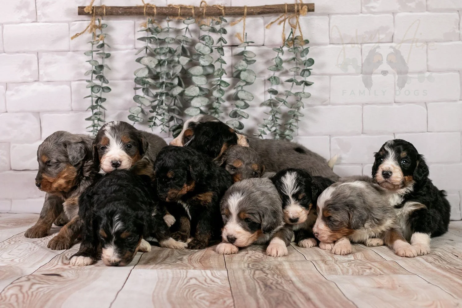 Winter Olympics Whole Litter-5.jpg