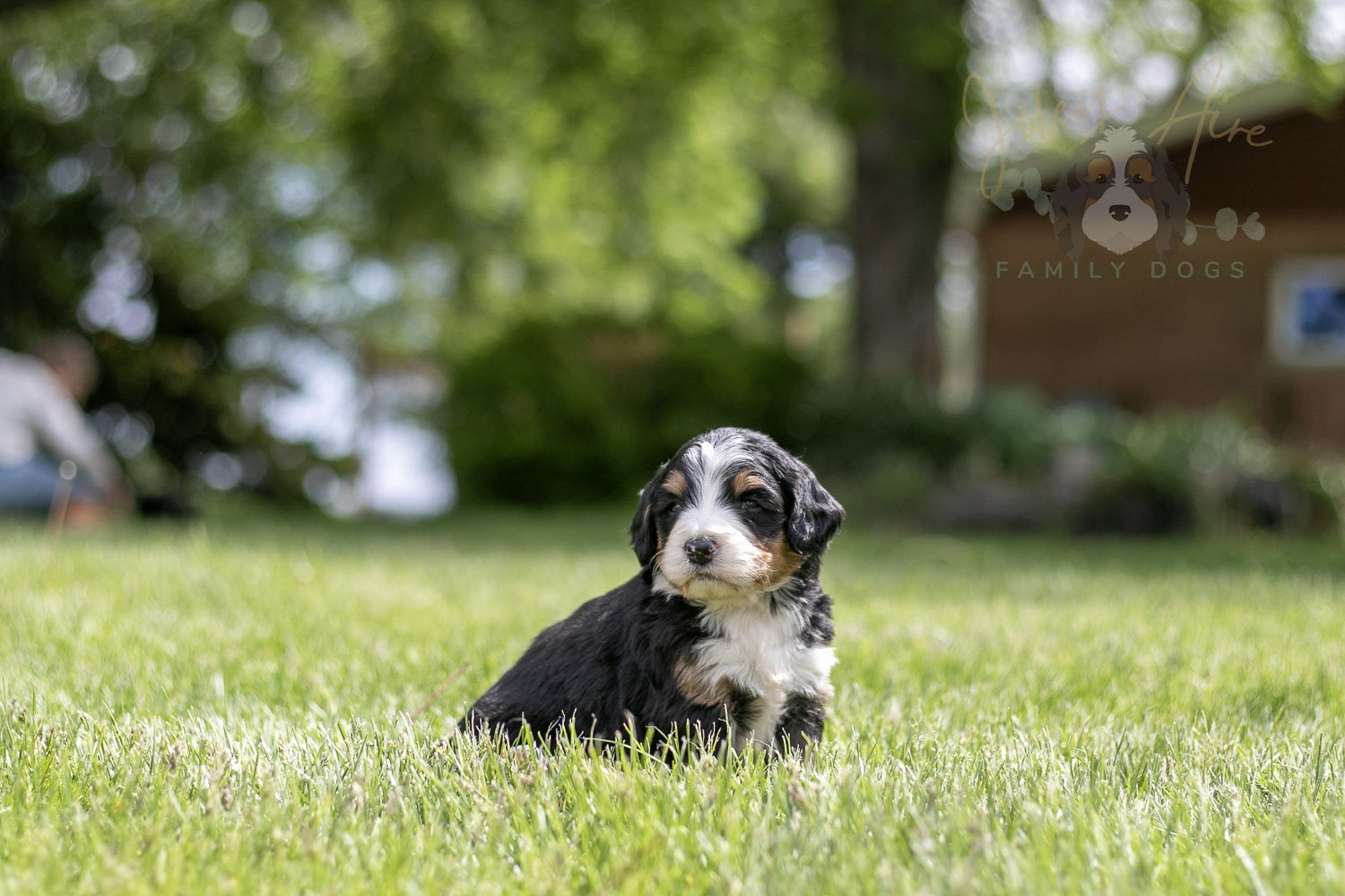 Trumpet Bernedoodle Puppy-36.jpg