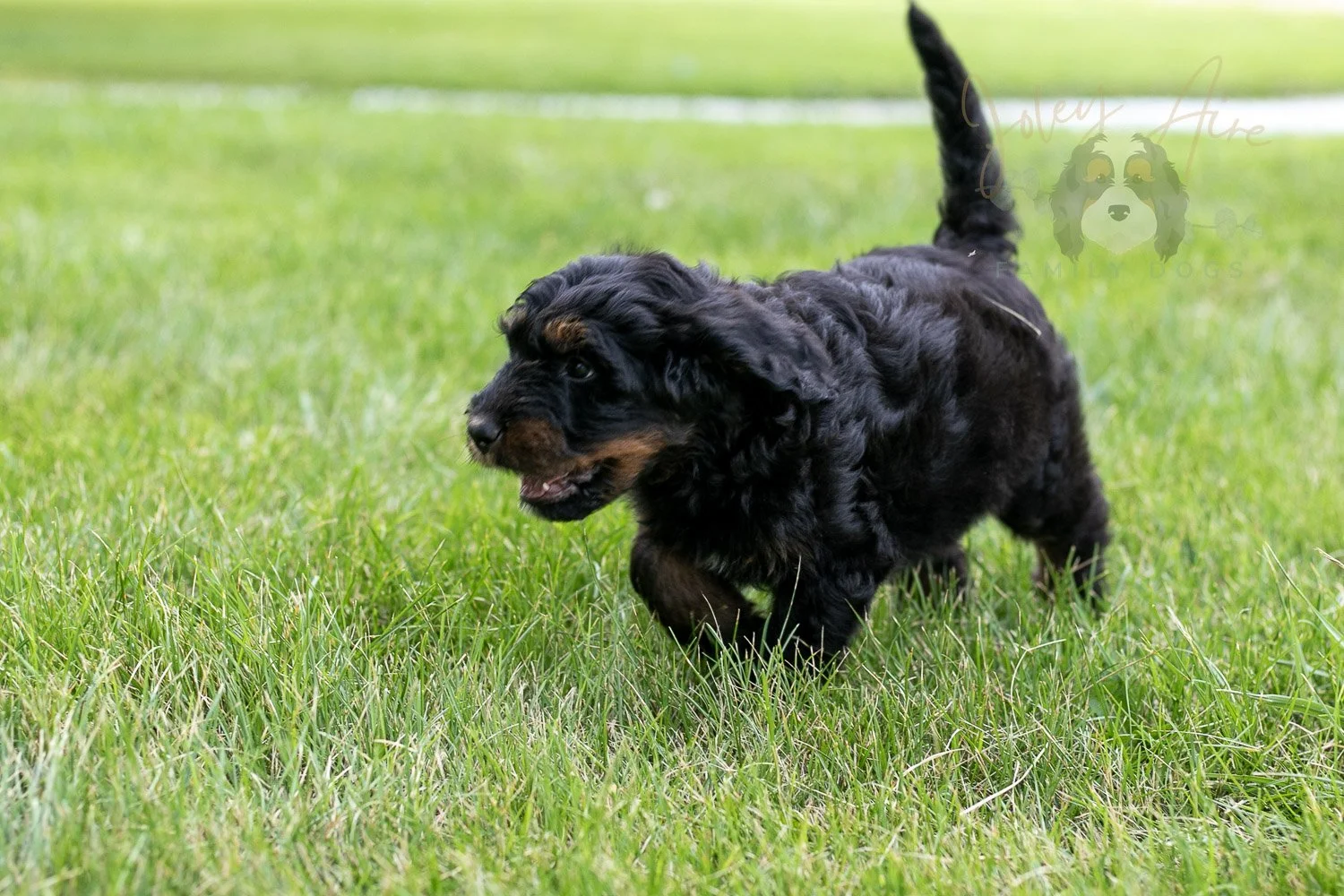 Olympic Bernedoodle Puppy-76.jpg