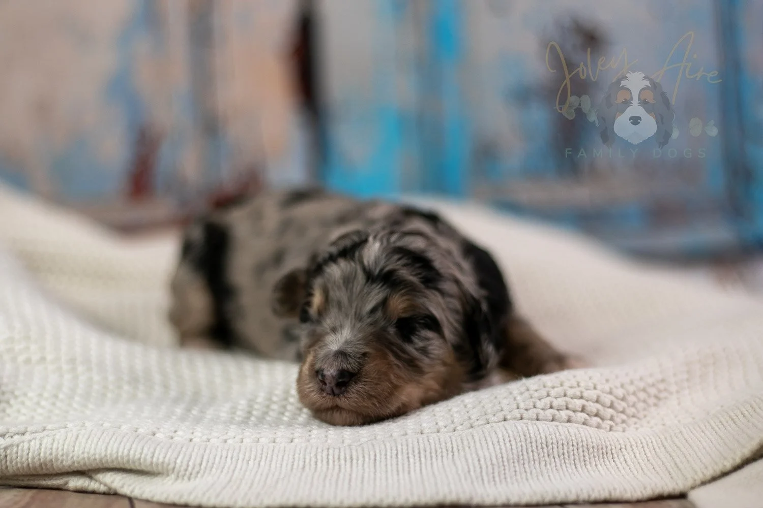 Mary Cassatt Bernedoodle Puppy-268.jpg