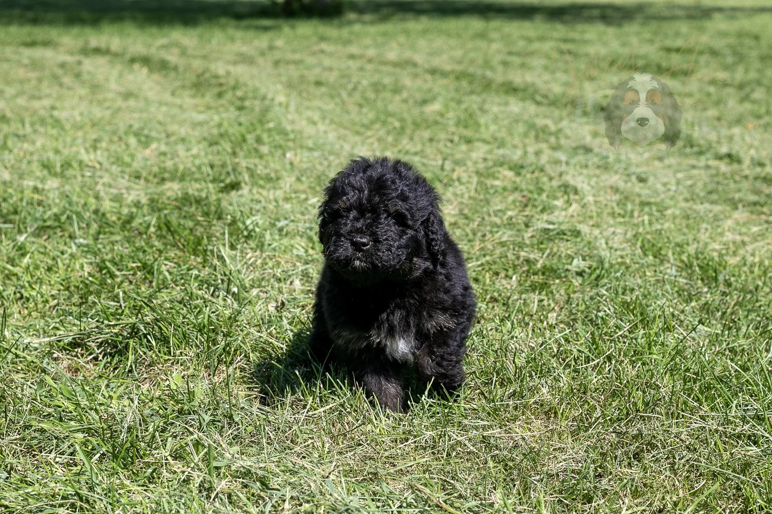 Denali Bernedoodle Puppy-531.jpg