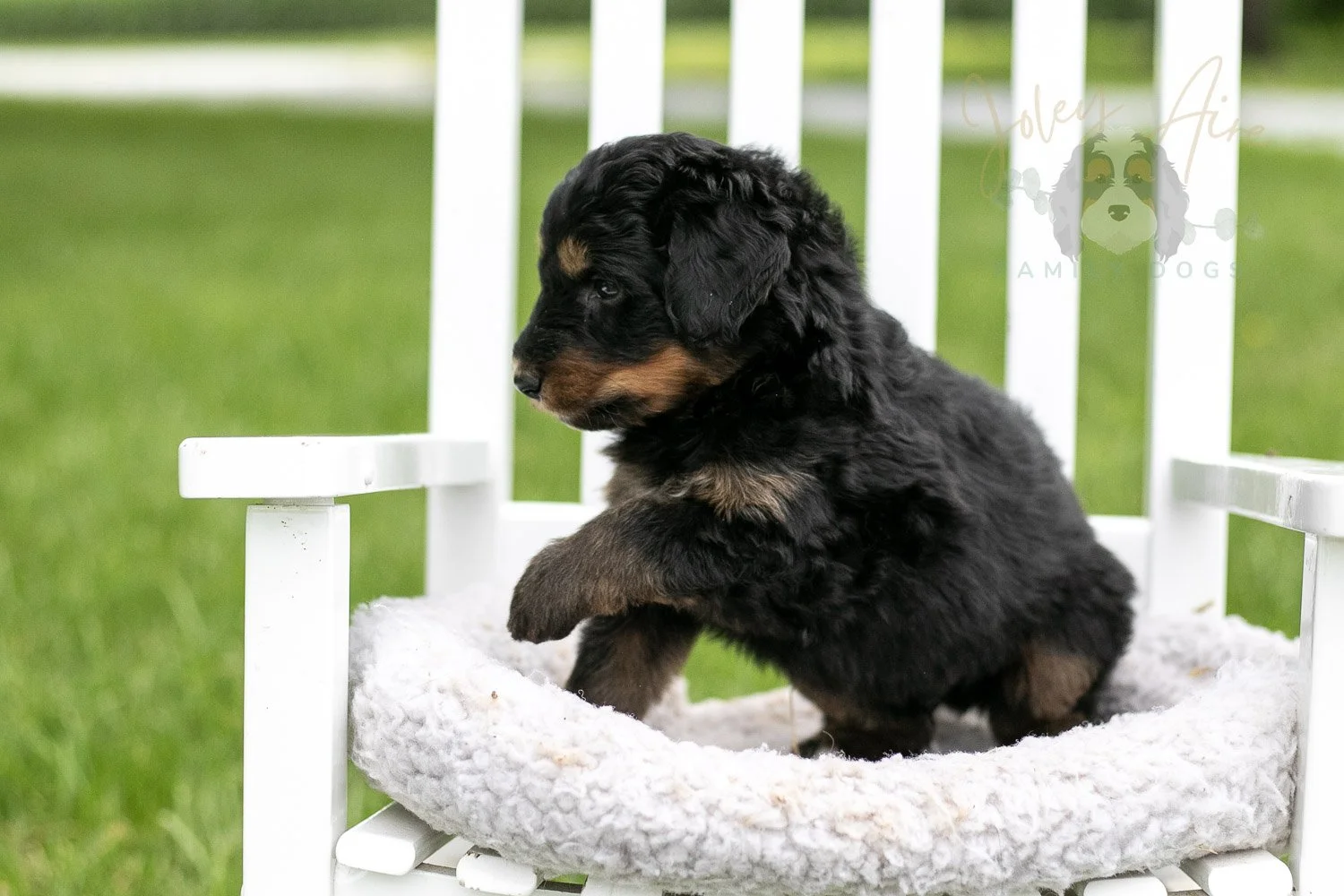 Gilbert Bernedoodle Puppy-868.jpg