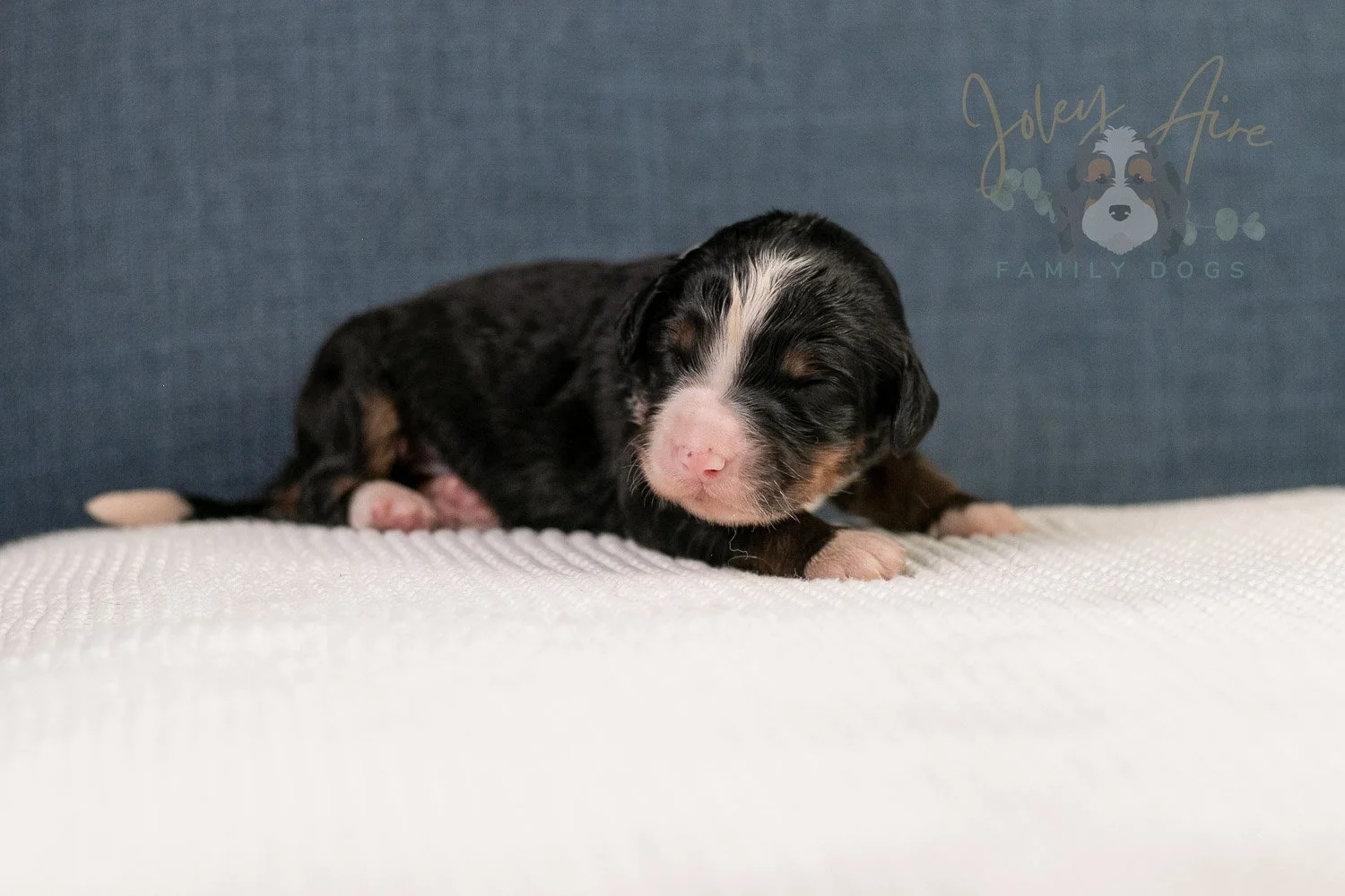 Ashley Bernedoodle Puppy-36.jpg