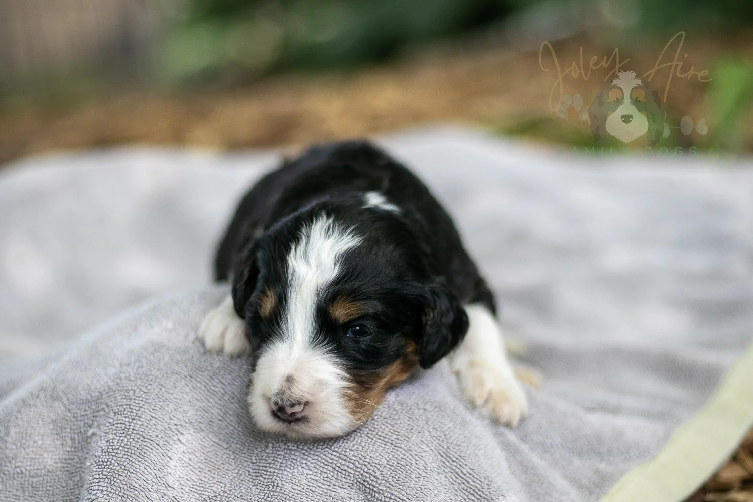 Zion Bernedoodle Puppy-94.jpg