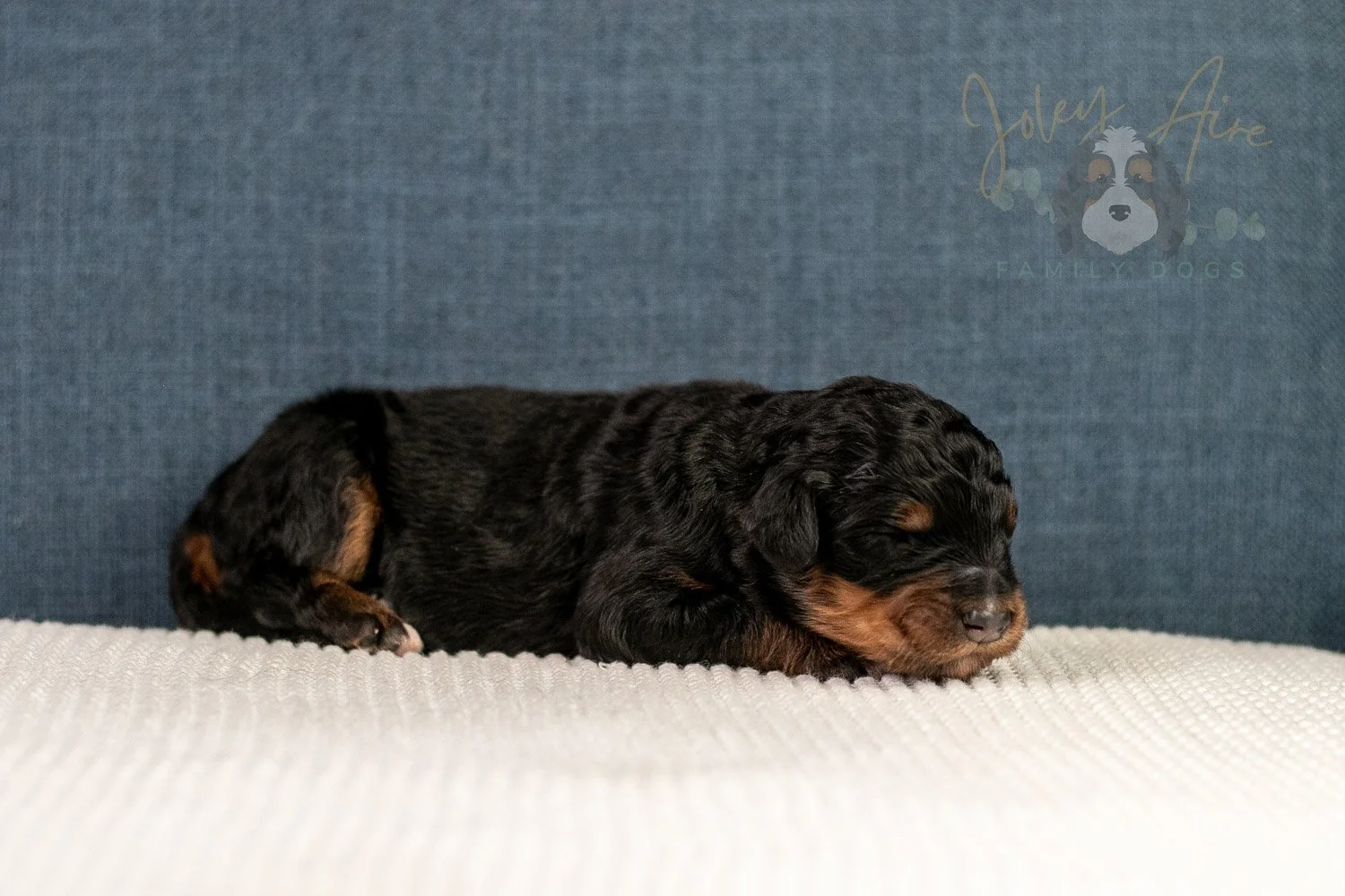 Amber Bernedoodle Puppy-05.jpg