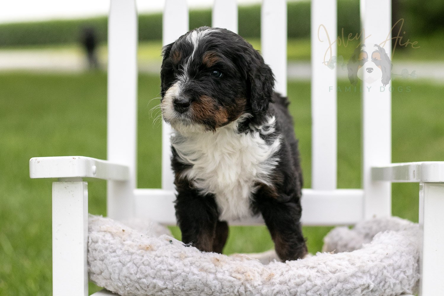 Yosemite Bernedoodle Puppy-962.jpg