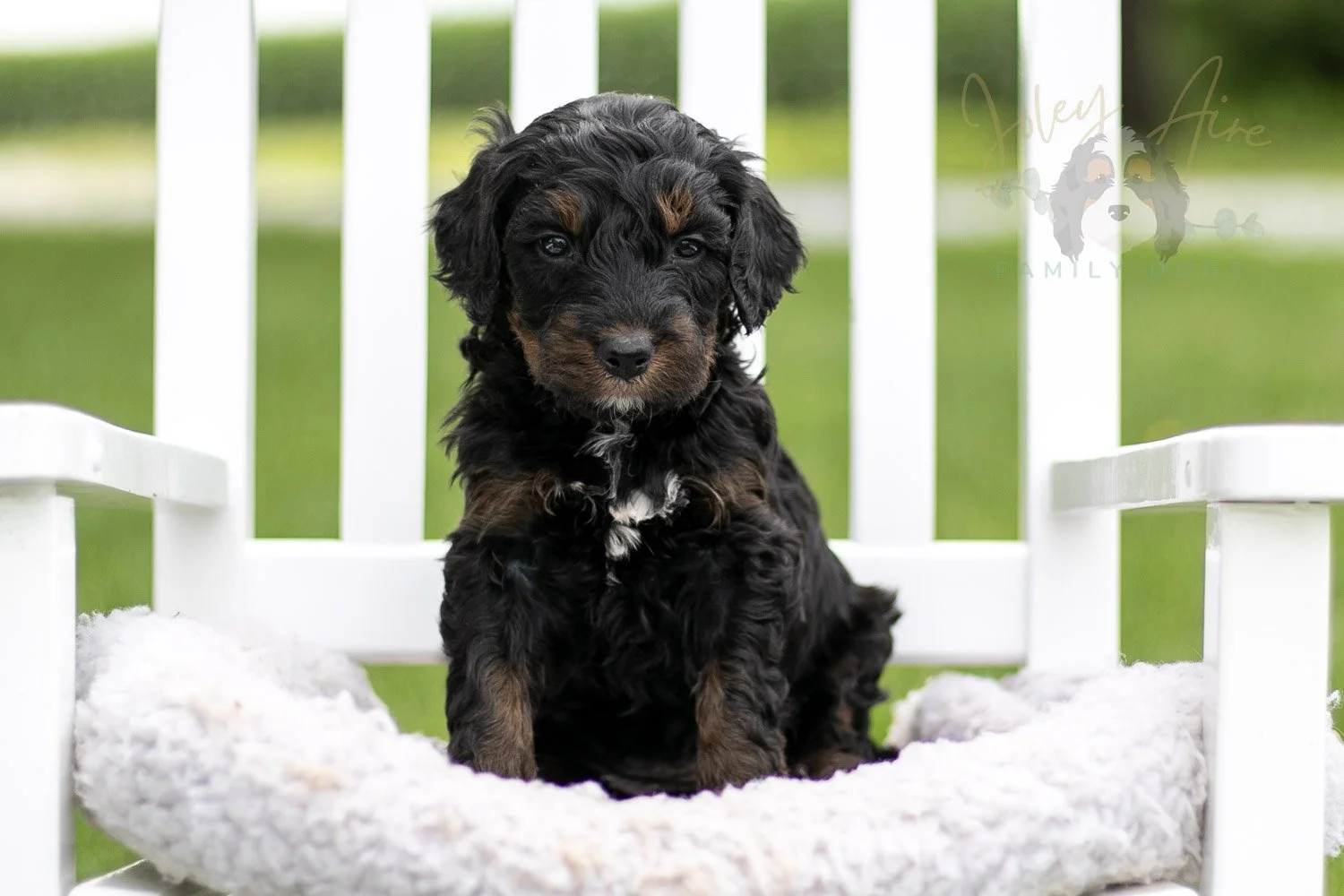 Acadia Bernedoodle Puppy-830.jpg
