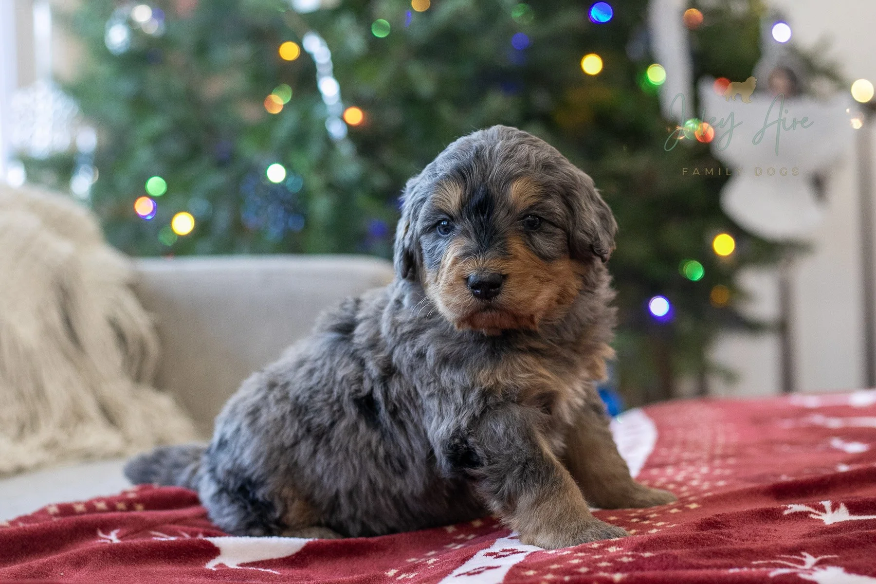 Everest - 🔴Reserved