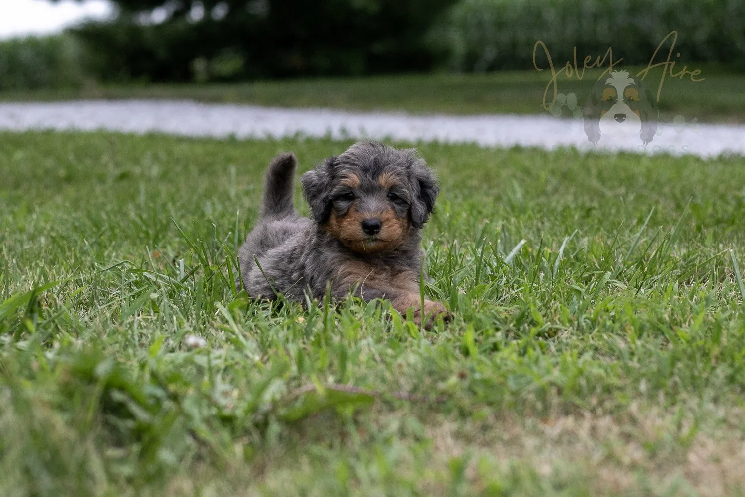 Josie Pye Bernedoodle Puppy-77.jpg