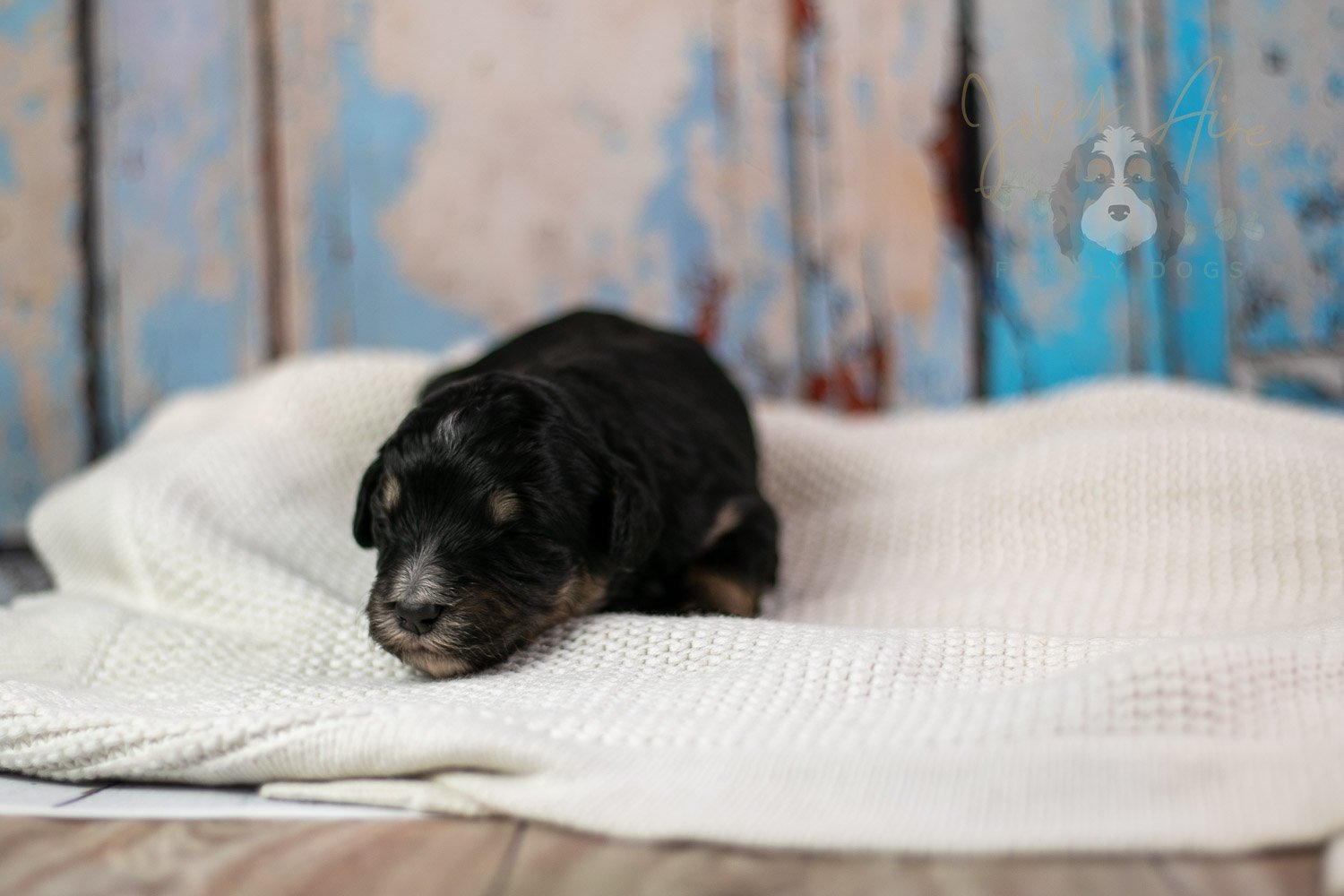 Georgia Bernedoodle Puppy-242.jpg