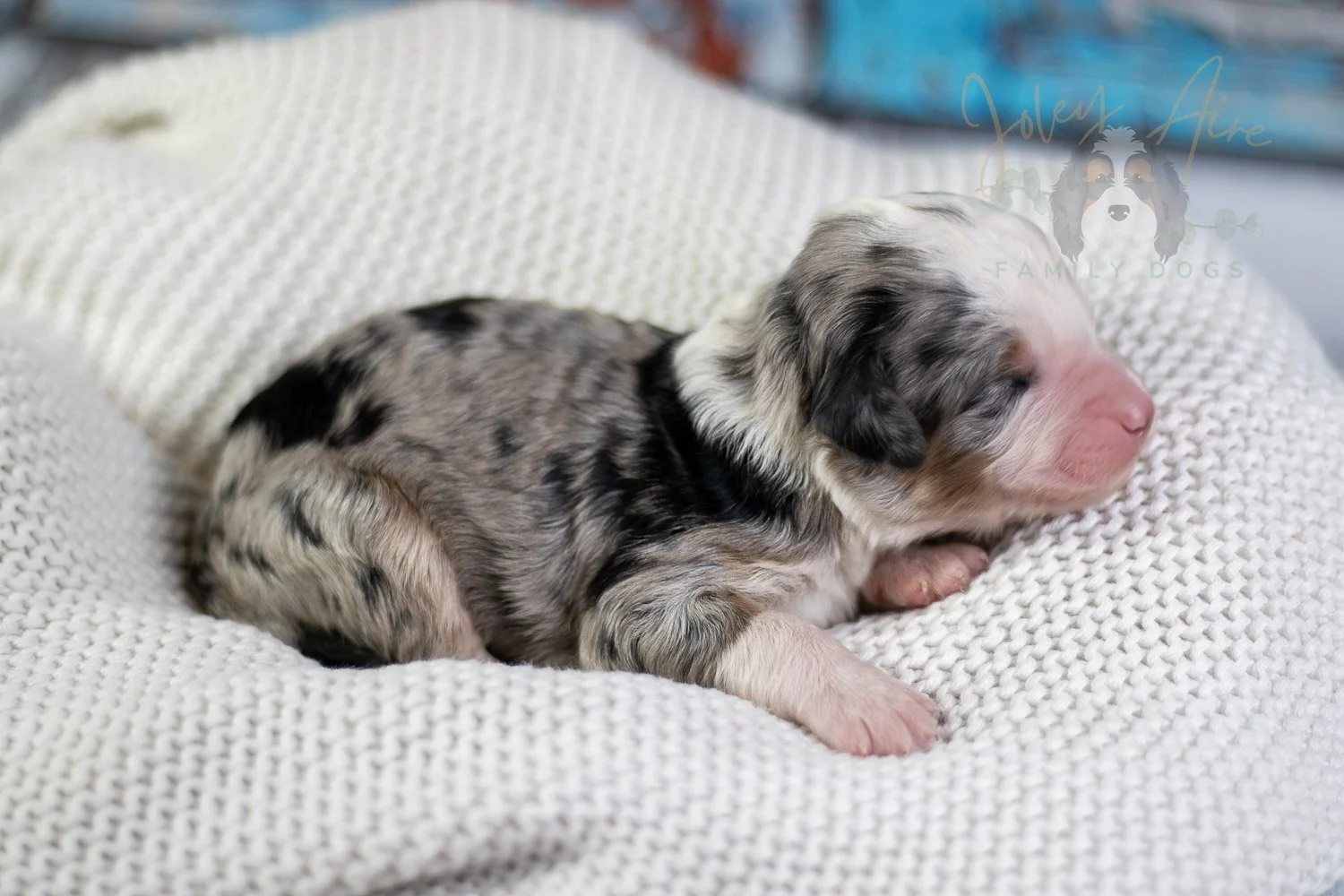 Pablo Picasso Bernedoodle Puppy-54.jpg