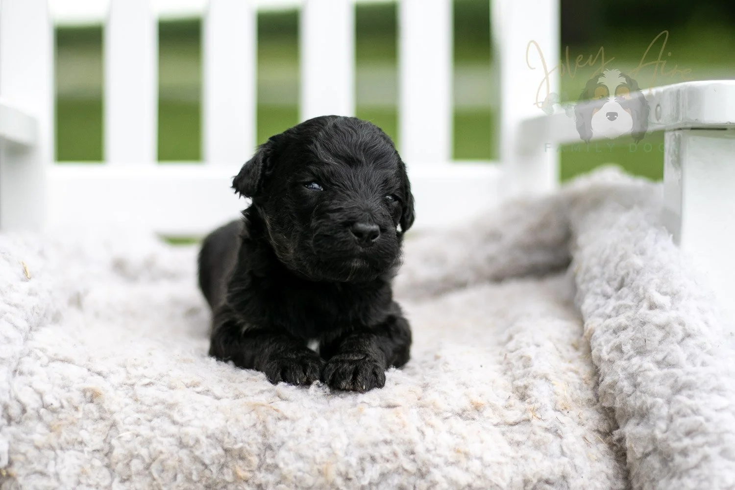 Andy Warhol Bernedoodle Puppy-718.jpg