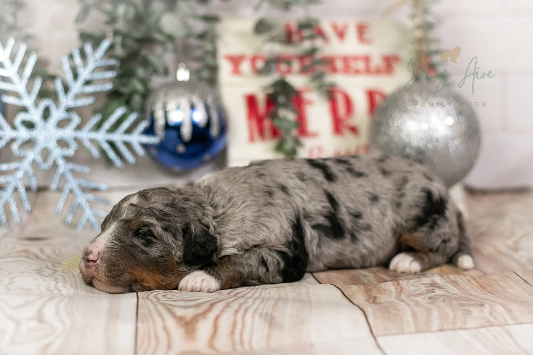 Samwise - Tri-color Merle Bernedoodle Puppy
