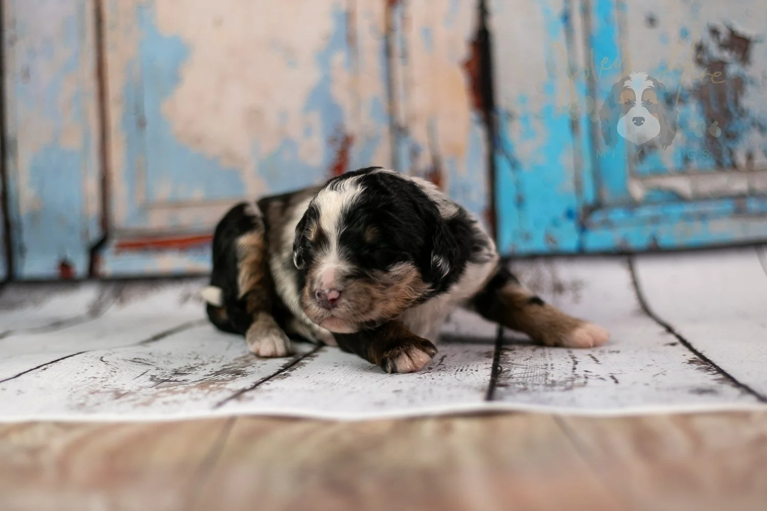 Artemisia Bernedoodle Puppy-280.jpg
