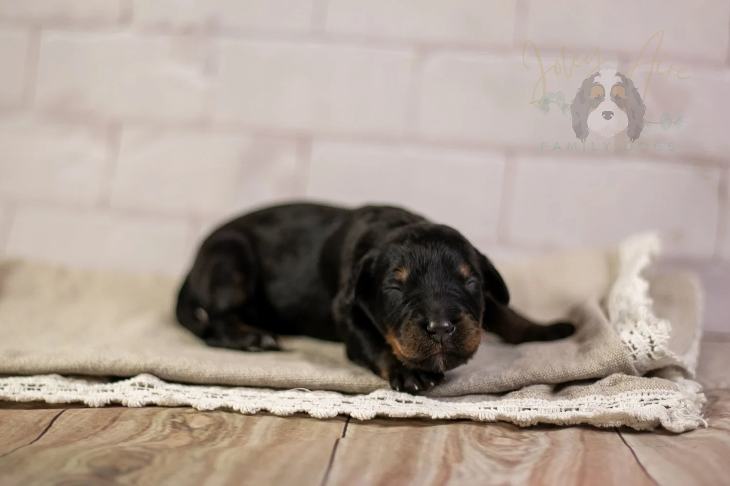 Olympic Bernedoodle Puppy-164.jpg