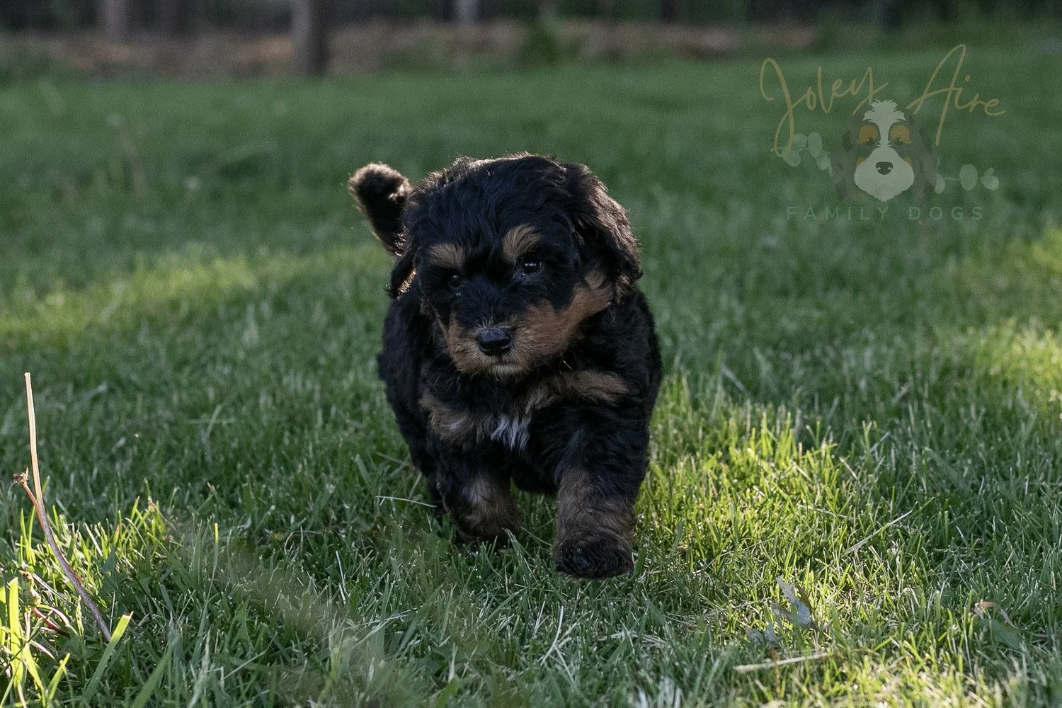 Guitar Bernedoodle Puppy-3.jpg