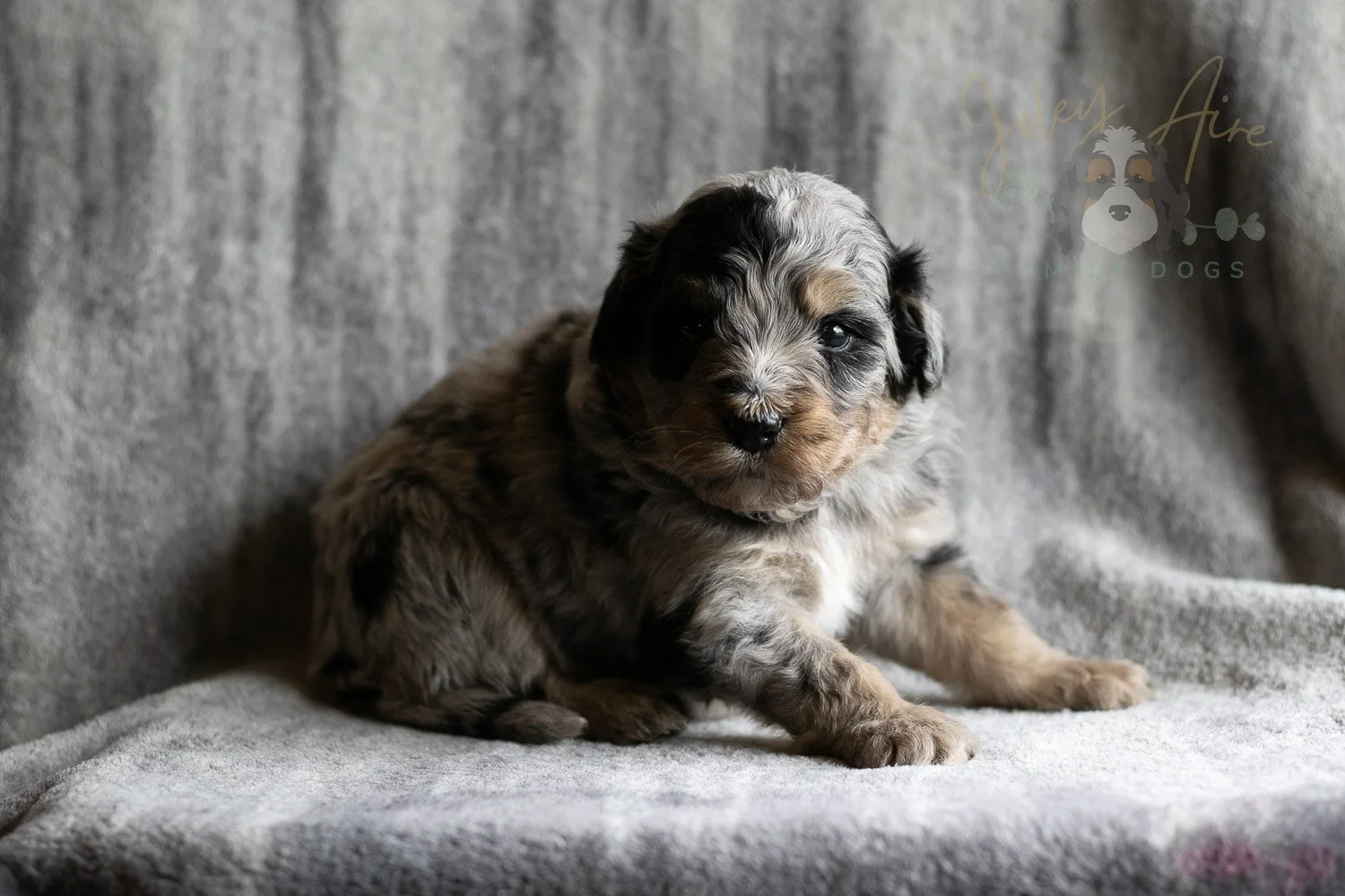 Frida Bernedoodle Puppy-147.jpg