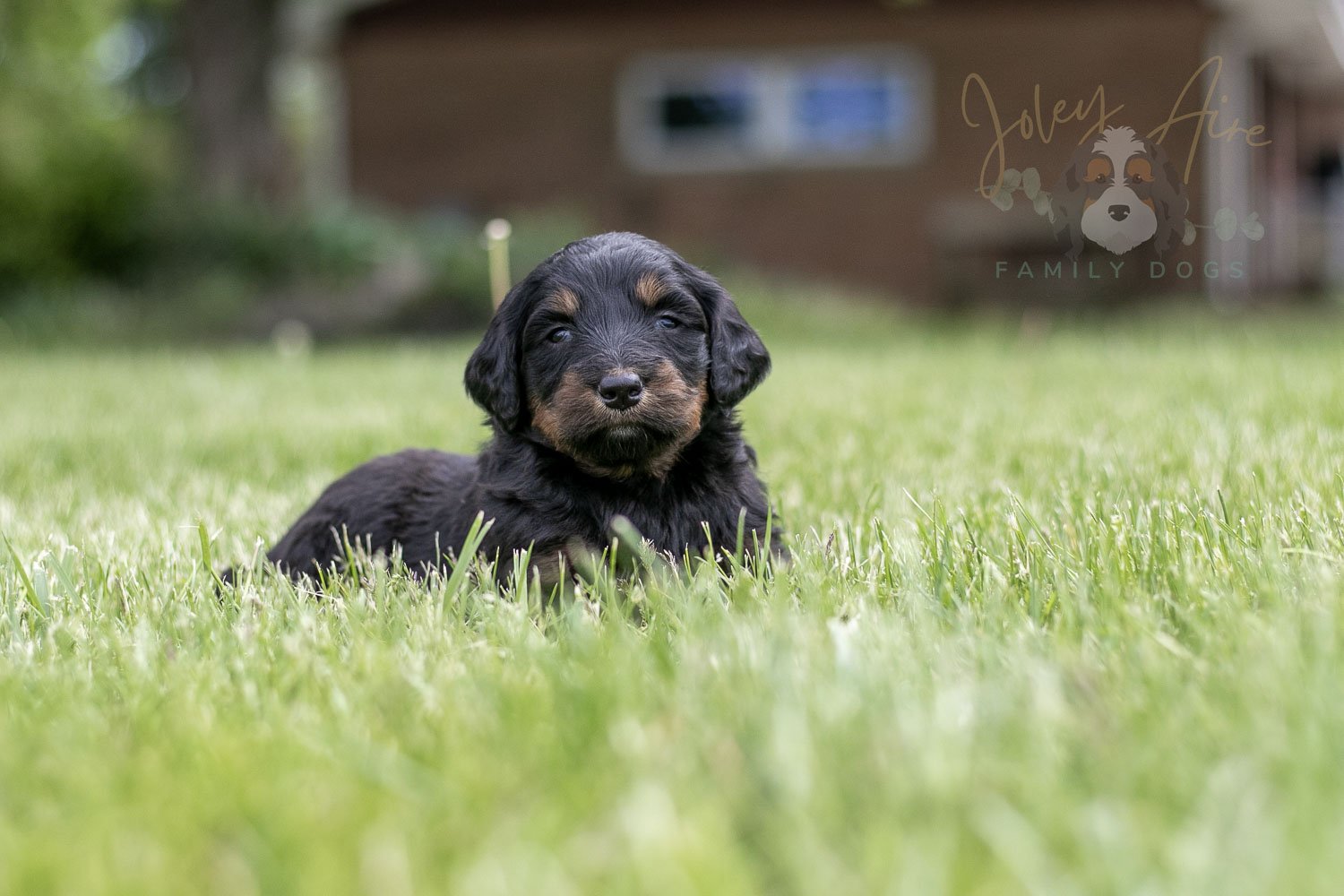 Piano Bernedoodle Puppy-30.jpg