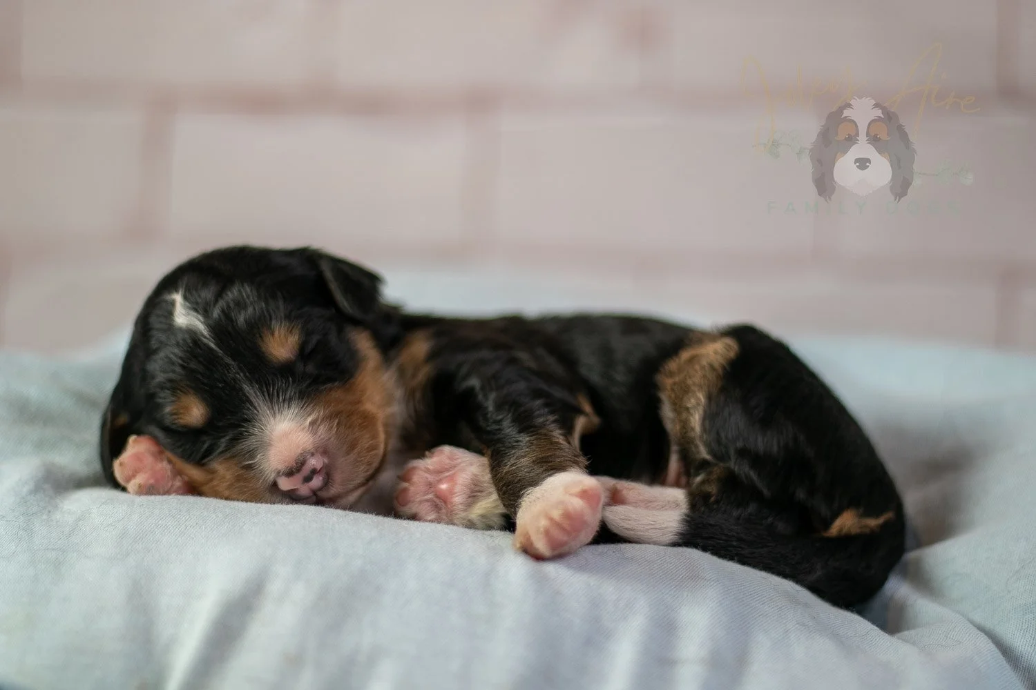 Walter Shirley Bernedoodle Puppy-91.jpg