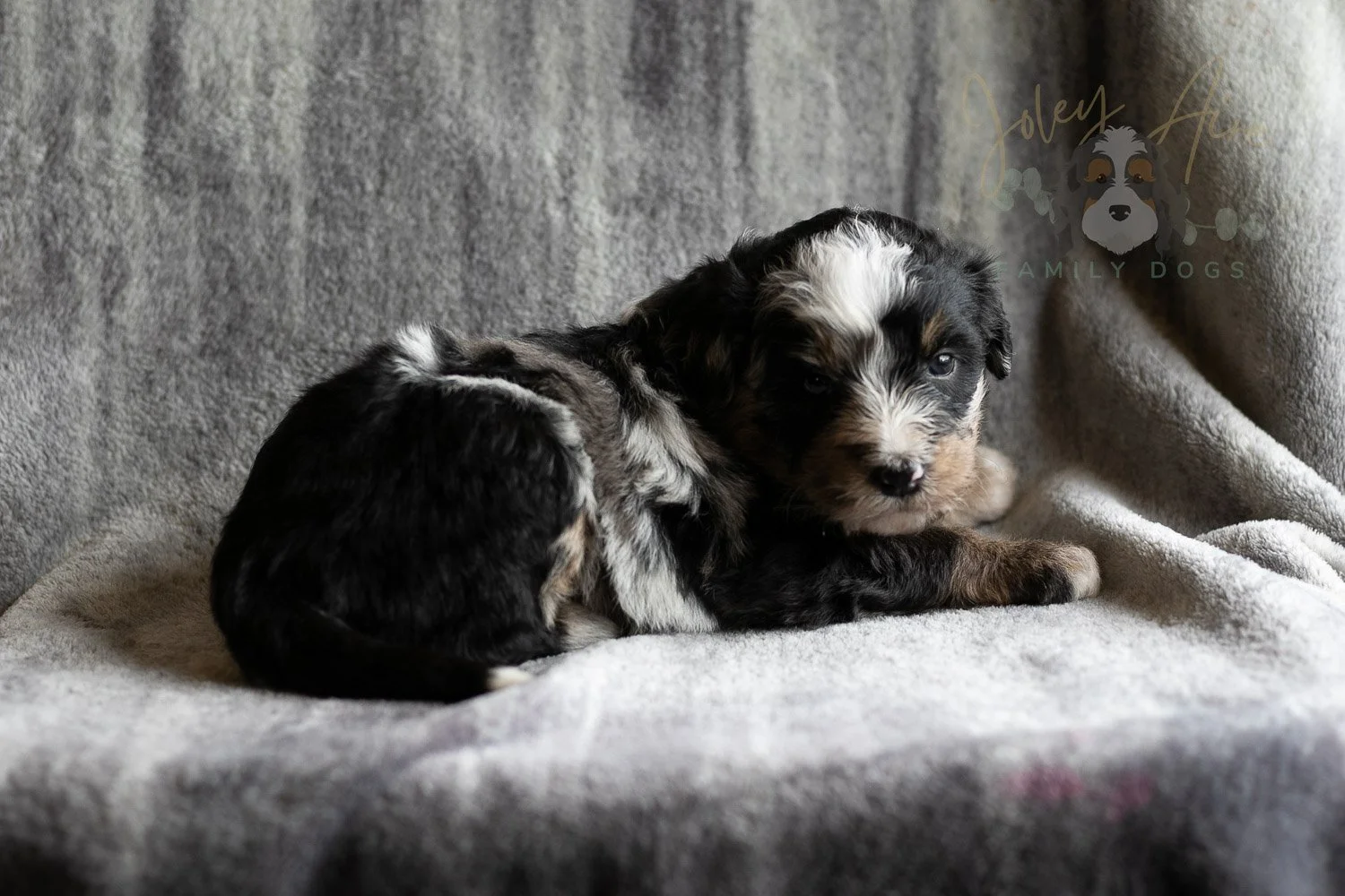 Artemisia Bernedoodle Puppy-136.jpg
