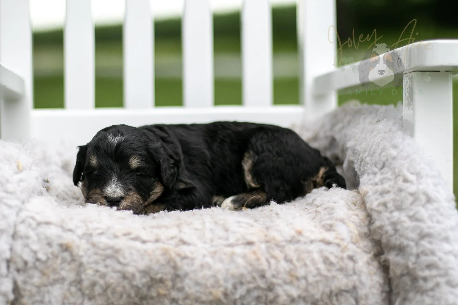 Georgia O'Keefe Bernedoodle Puppy-693.jpg