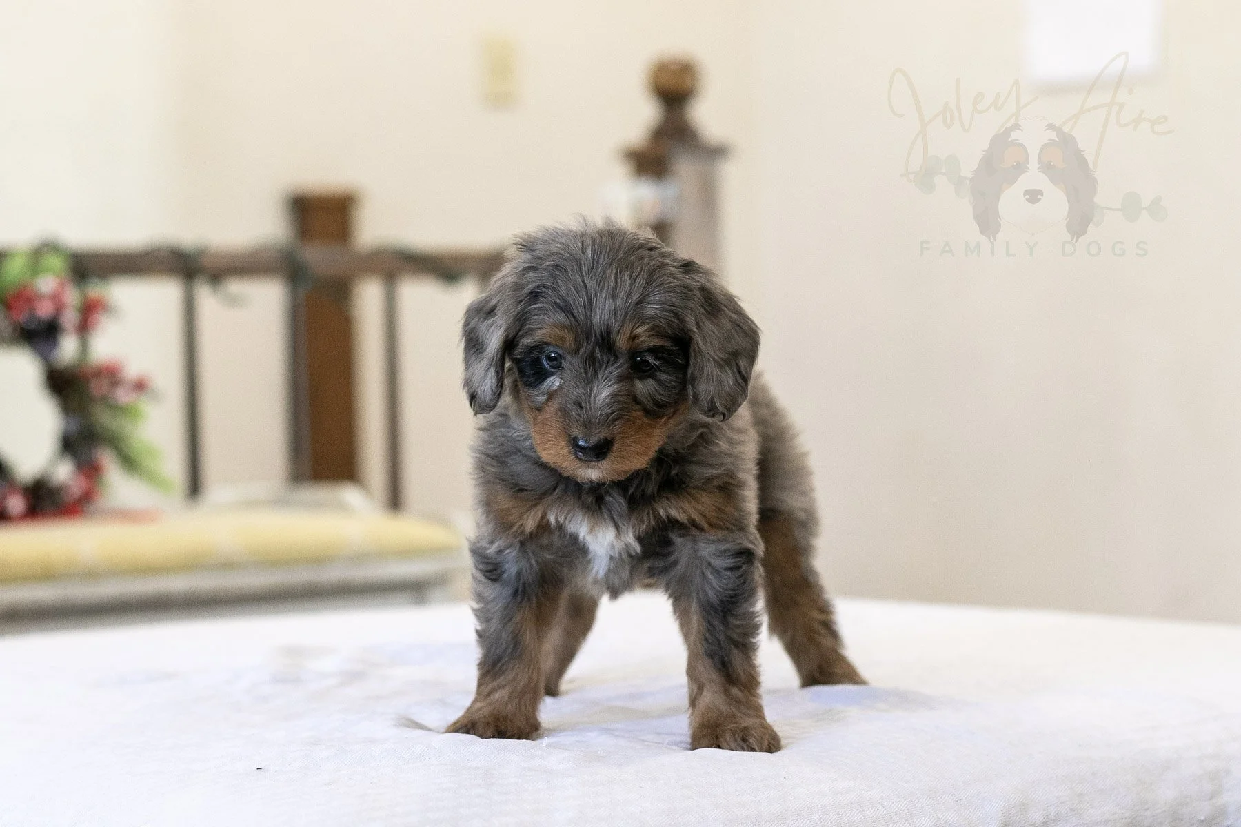 Eiger Bernedoodle Puppy-08.jpg
