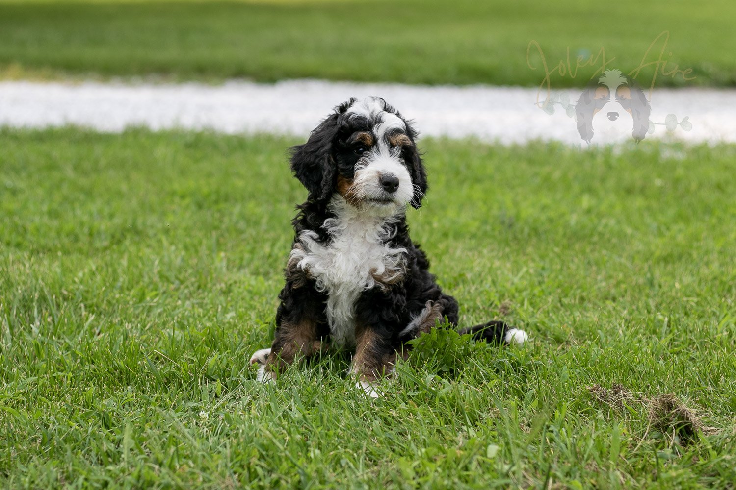Yellowstone Bernedoodle Puppy-099.jpg