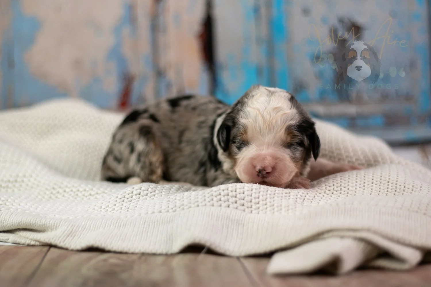 Pablo Picasso Bernedoodle Puppy-224.jpg