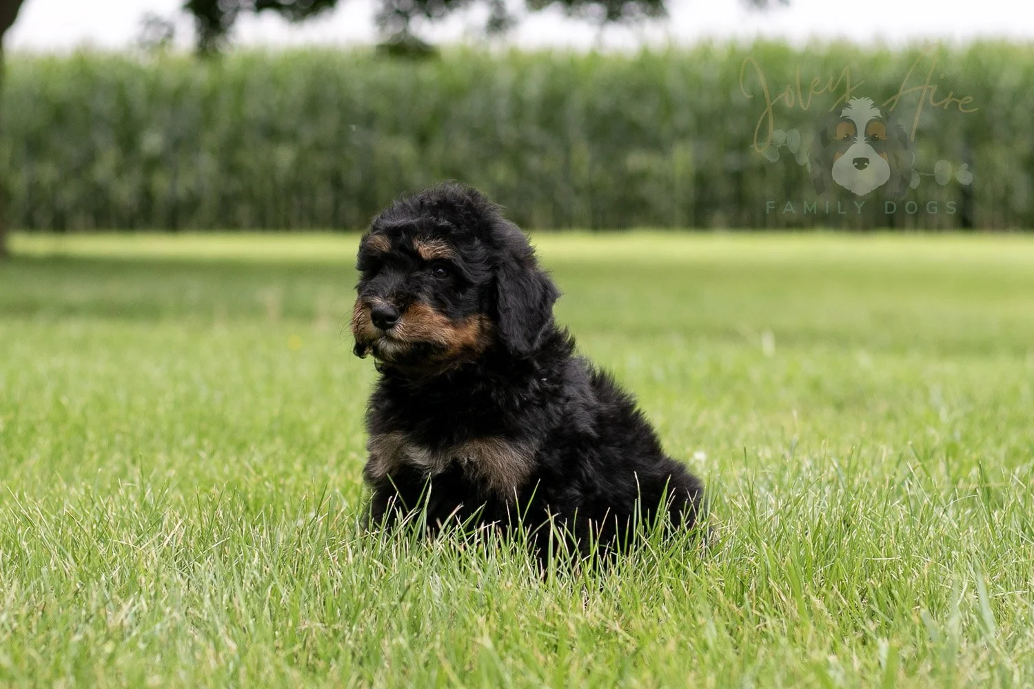 Gilbert Bernedoodle Puppy-43.jpg