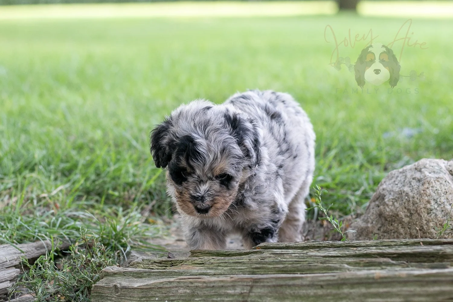 Frida Bernedoodle Puppy-137.jpg