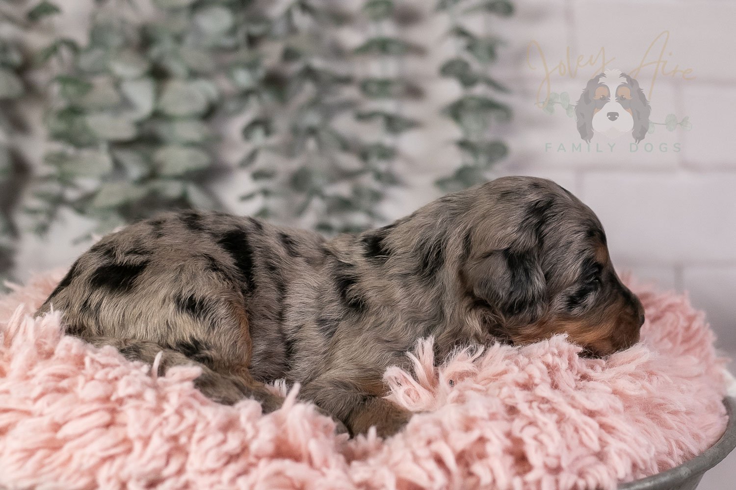 Ukelele Bernedoodle Puppy-9.jpg