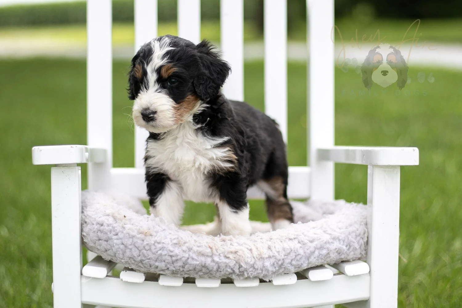 Zion Bernedoodle Puppy-822.jpg
