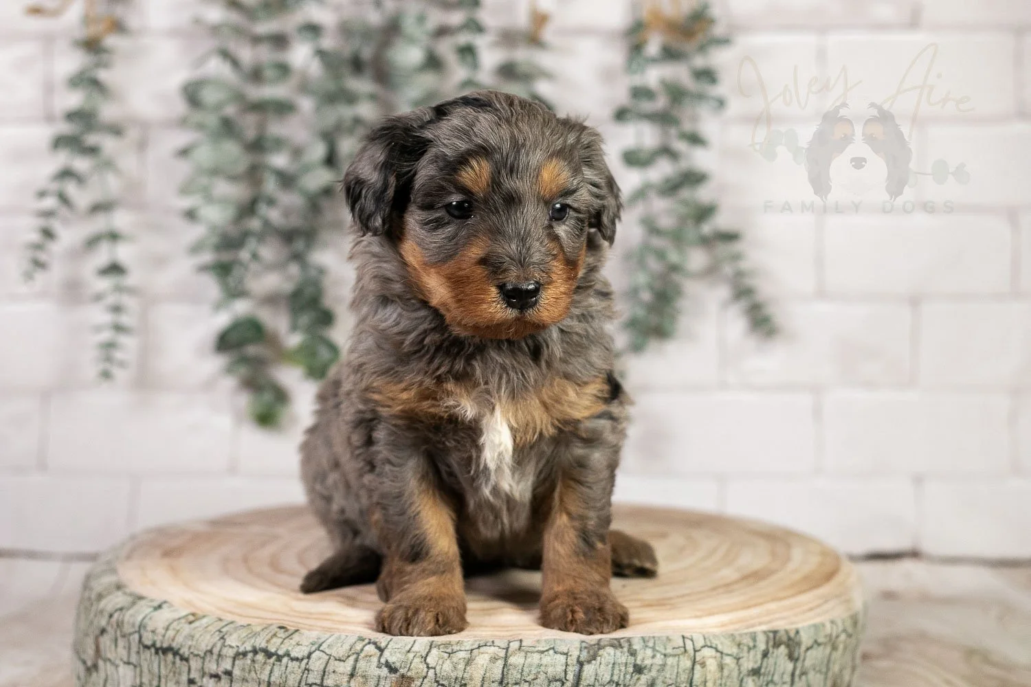 Slalom 🔴 Reserved