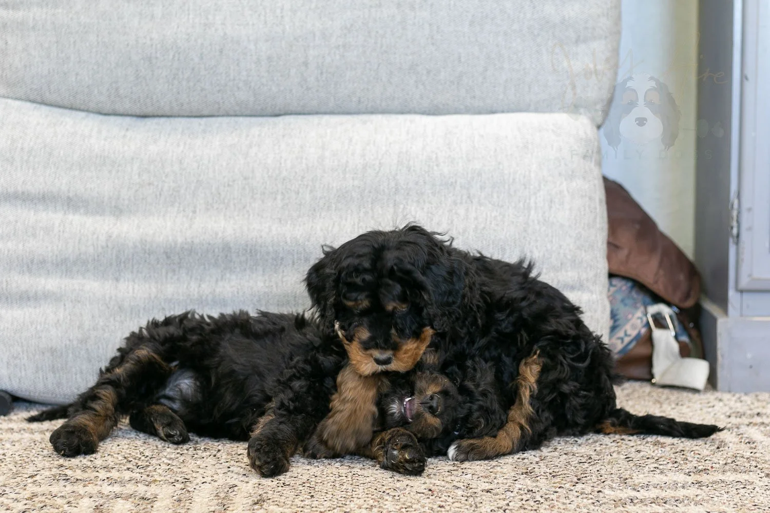 Aurora & Cinderella Bernedoodle Puppy-12.jpg