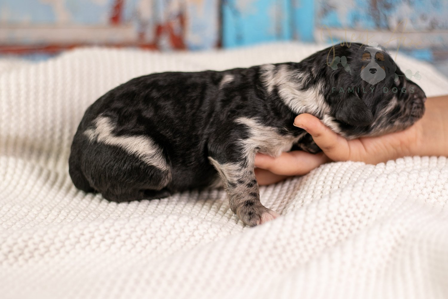 Bob Ross Bernedoodle Puppy-119.jpg