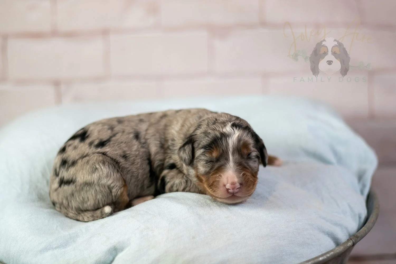 Rachel Lynd Bernedoodle Puppy-70.jpg