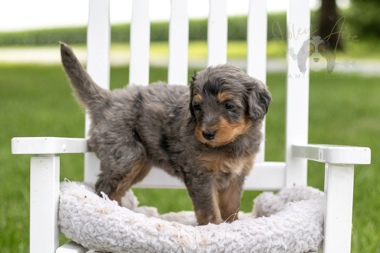 Josie Pye Bernedoodle Puppy-903.jpg