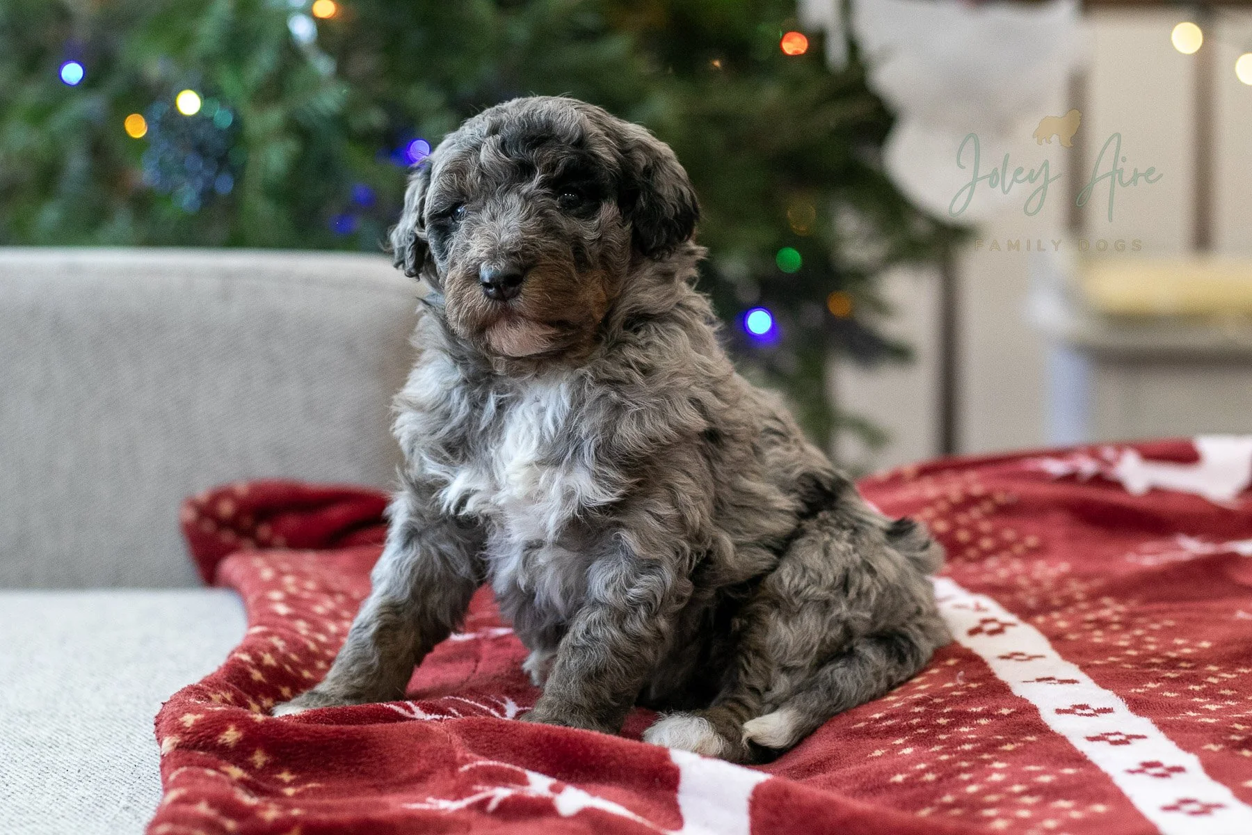 Eowyn - Phantom Merle Bernedoodle Puppy