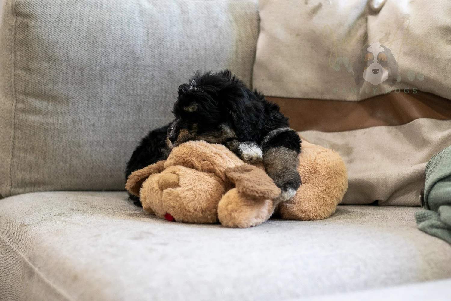 Georgia Bernedoodle Puppy-420.jpg