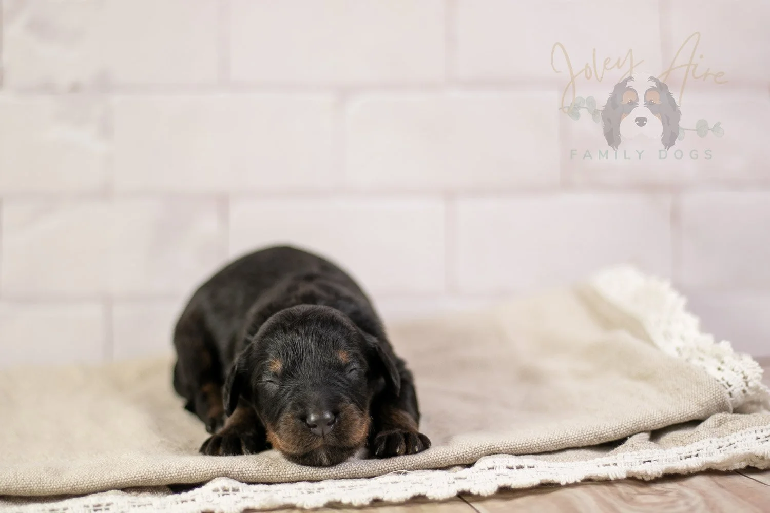 Olympic Bernedoodle Puppy-170.jpg