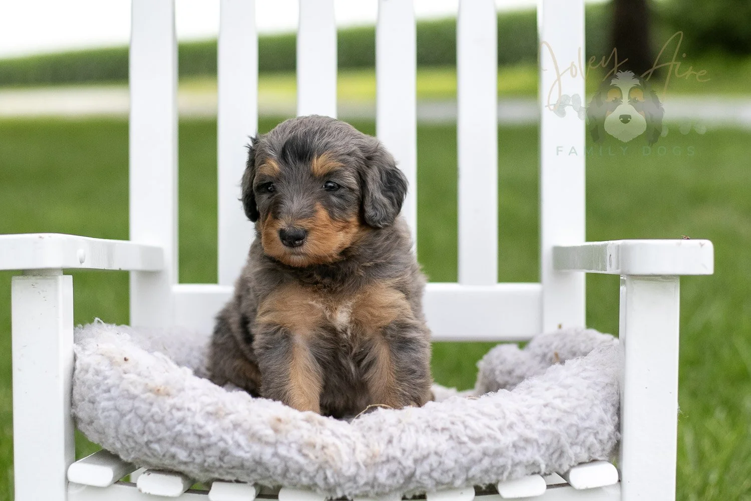 Josie Pye Bernedoodle Puppy-898.jpg