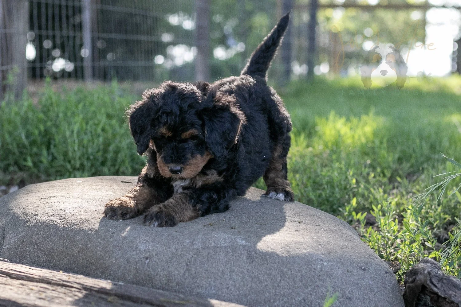 Banjo Bernedoodle Puppy-25.jpg