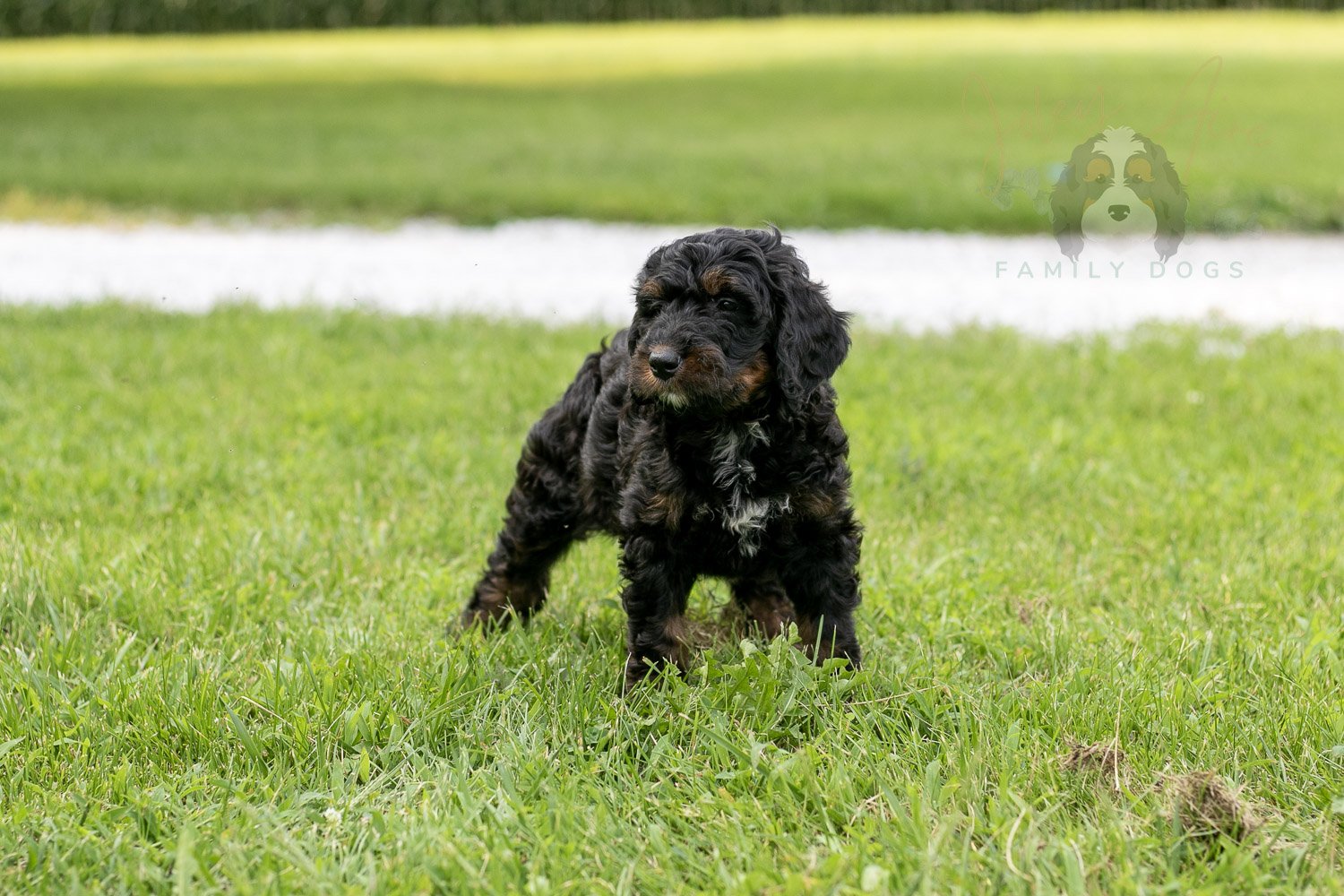 Denali Bernedoodle Puppy-96.jpg