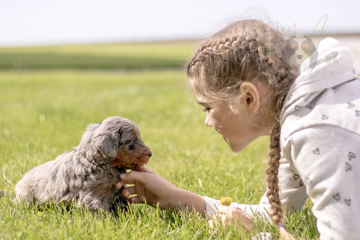 Flute Bernedoodle Puppy-17.jpg