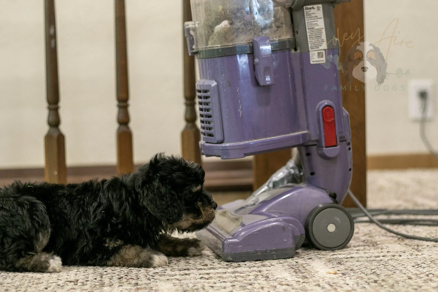Georgia Bernedoodle Puppy-438.jpg