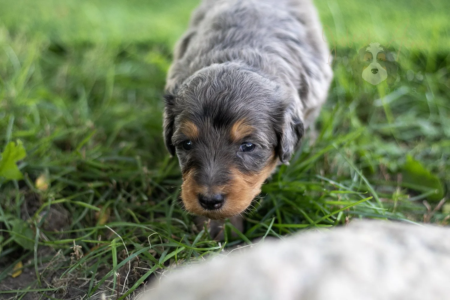 Josie Pye Bernedoodle Puppy-516.jpg
