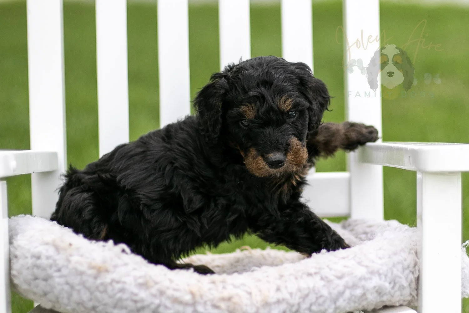 Bryce Bernedoodle Puppy-791.jpg