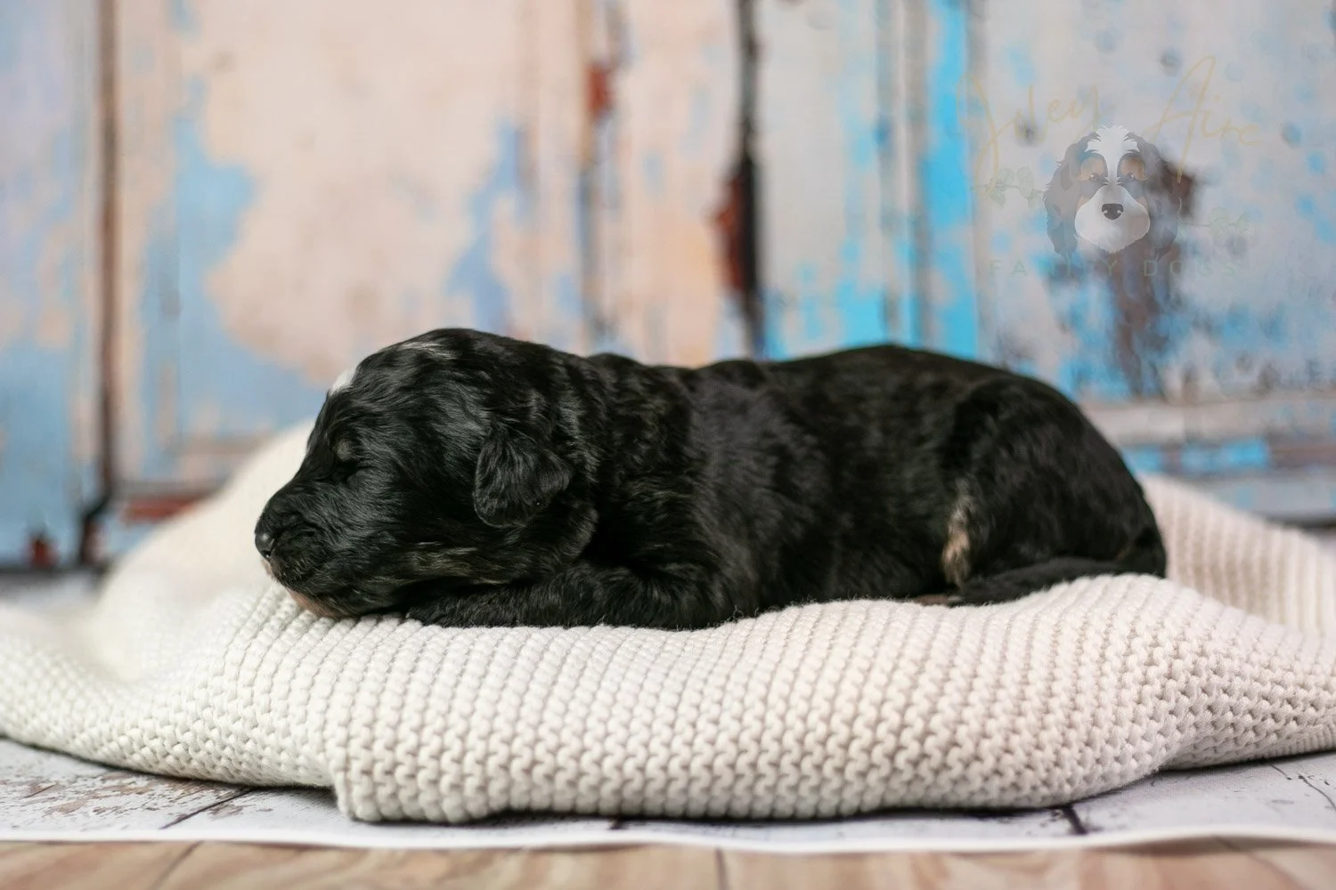 Bob Ross Bernedoodle Puppy-299.jpg