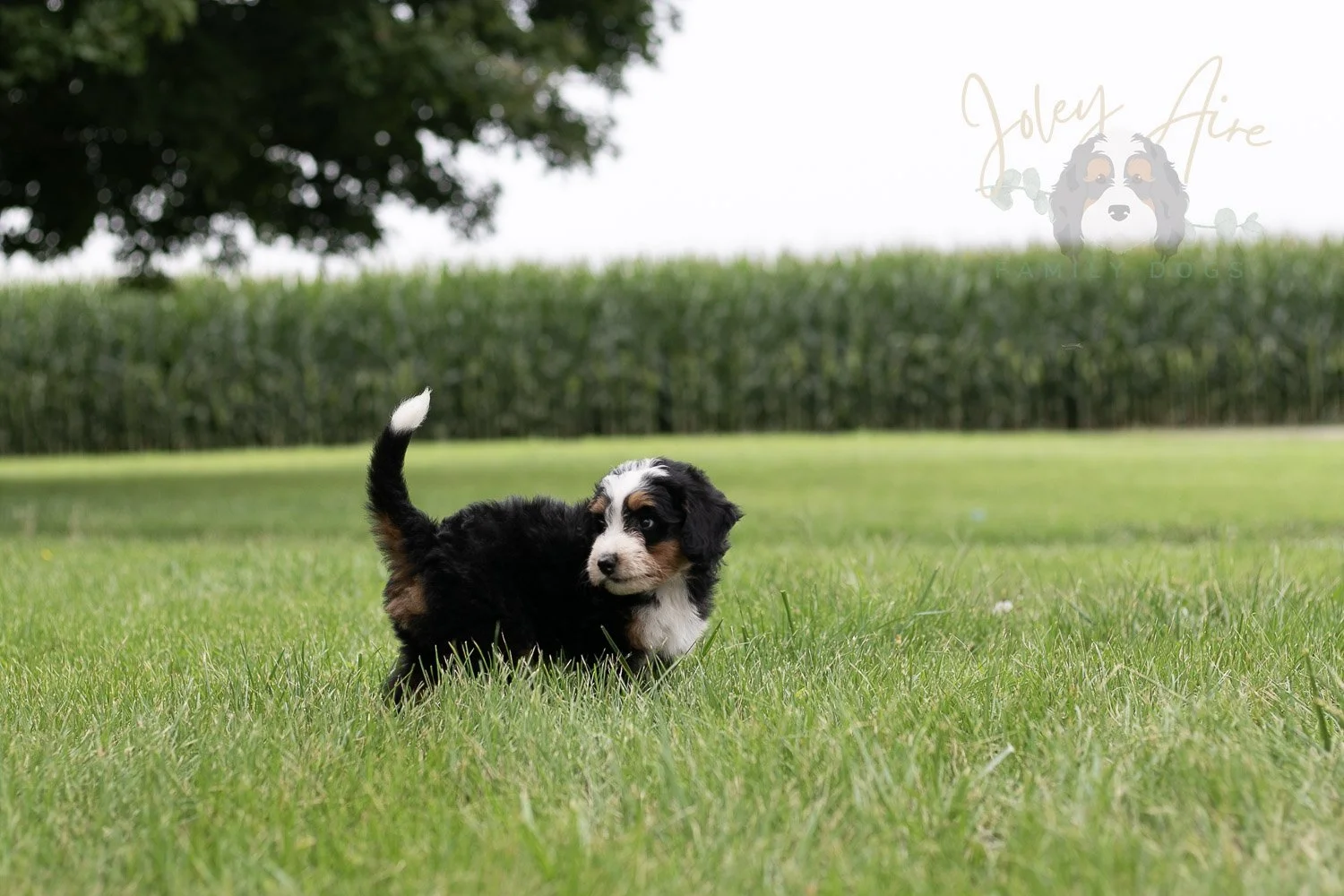 Anne Bernedoodle Puppy-31.jpg