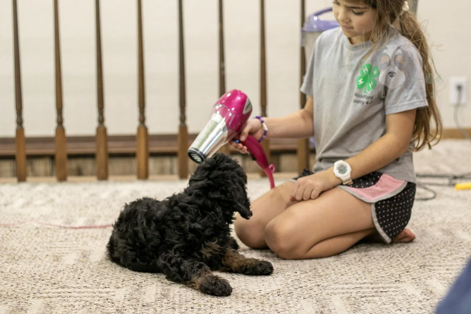 Acadia Bernedoodle Puppy-518.jpg